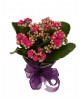 Saksıda Mor Kalanşo (Kalanchoe)